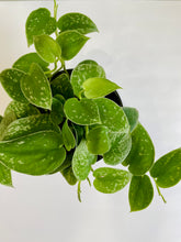 Load image into Gallery viewer, Satin Pothos (Scindapsus Pictus Argyraeus)