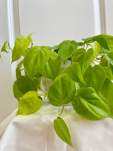 Load image into Gallery viewer, Lemon lime Philodendron (Philodendron Hederaceum Lemon Lime)