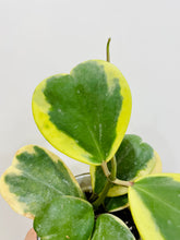 Load image into Gallery viewer, Hoya Kerrii Variegated (Hoya Kerrii Albo)