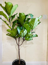 Load image into Gallery viewer, Fiddle Leaf Fig (Ficus Lyrata)