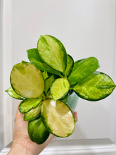 Load image into Gallery viewer, Hoya Australis Lisa