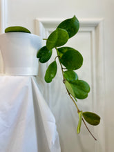 Load image into Gallery viewer, Hoya Obovata