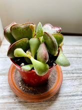 Load image into Gallery viewer, Calico Hearts (Adromischus Maculatus)