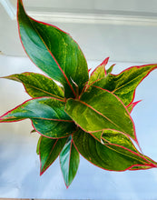 Load image into Gallery viewer, Red Siam Aurora (Aglaonema)