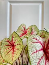 Load image into Gallery viewer, Fancy leaf Caladium