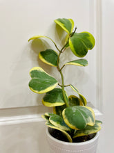 Load image into Gallery viewer, Hoya Kerrii Variegated (Hoya Kerrii Albo)