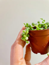 Load image into Gallery viewer, Variegated String of Pearls (Senecio or Curio rowleyanus f. variegatus)