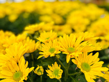 Load image into Gallery viewer, Fall MUM arrangement