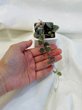Load image into Gallery viewer, Variegated String of Hearts (Ceropegia woodii variegata )