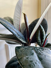 Load image into Gallery viewer, Burgundy Rubber Fig (Ficus Elastica Burgundy Decora)