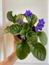 Load image into Gallery viewer, African Violets
