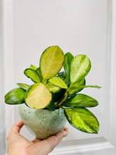 Load image into Gallery viewer, Hoya Australis Lisa