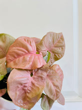 Load image into Gallery viewer, Pink Arrowhead Plant (Syngonium Podophyllum Pink Allusion)