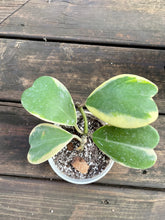 Load image into Gallery viewer, Hoya Kerrii Variegated (Hoya Kerrii Albo)