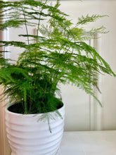 Load image into Gallery viewer, Lace fern (Asparagus setaceus)