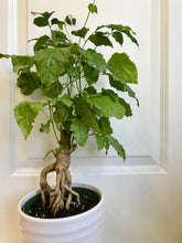 Load image into Gallery viewer, Ginseng China Doll (Radermachera sinica)