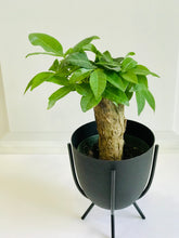 Load image into Gallery viewer, Money Tree (Pachira)