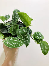 Load image into Gallery viewer, Satin Pothos (Scindapsus Pictus Argyraeus)