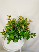 Load image into Gallery viewer, Goldfish plant (Columnea Nematanthus)