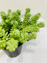 Load image into Gallery viewer, Donkey’s Tail (Sedum Morganianum)