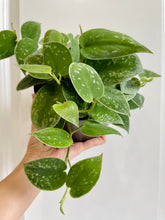 Load image into Gallery viewer, Satin Pothos (Scindapsus Pictus Argyraeus)