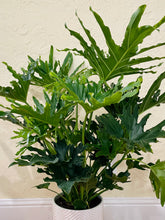Load image into Gallery viewer, Philodendron Hope (Thaumatophyllum bipinnatifidum)