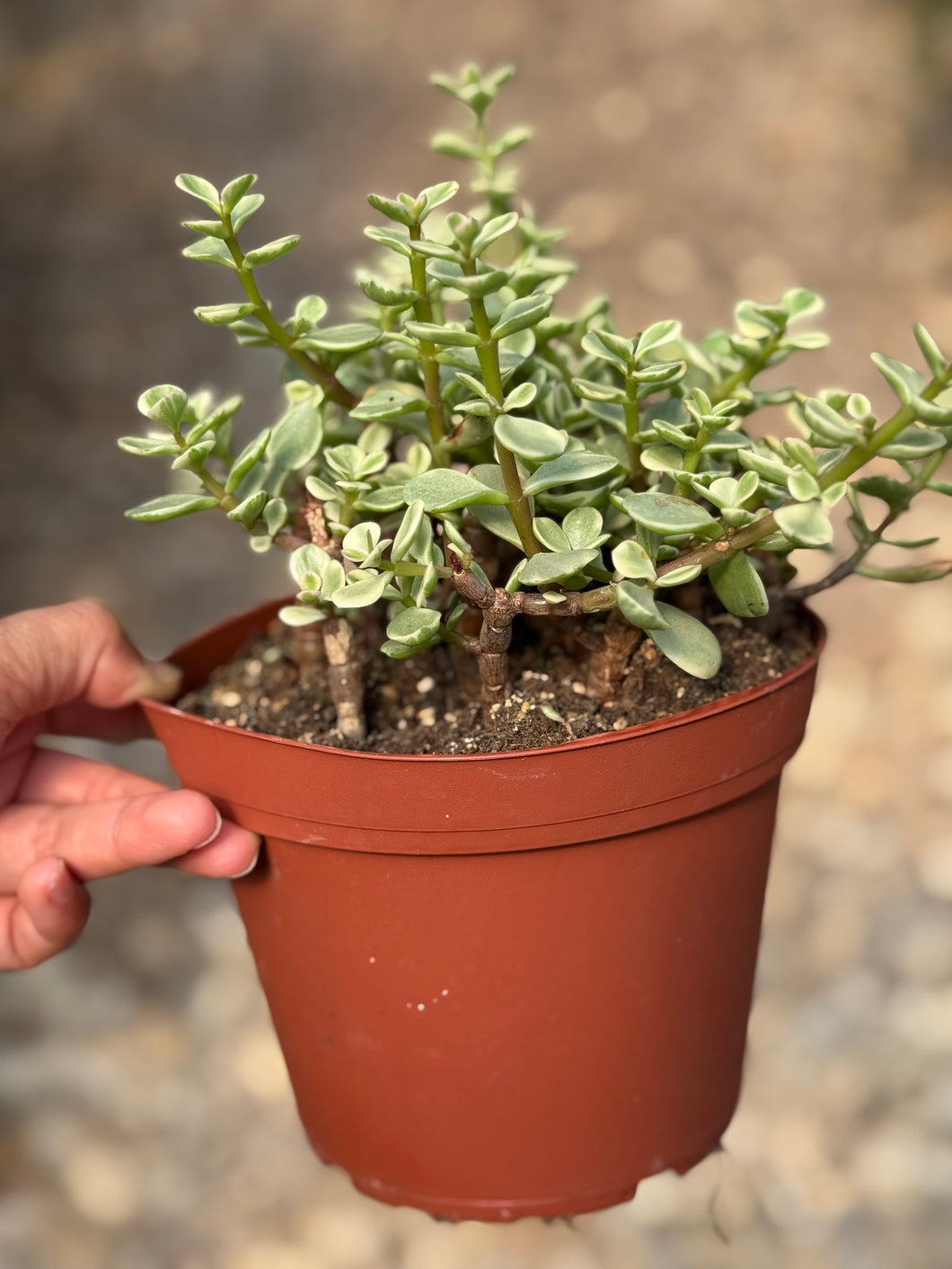 Portulacaria Variegated