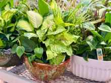 Load image into Gallery viewer, Assorted Greenery Arrangement
