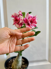 Load image into Gallery viewer, Grafted Desert rose (Adenium Obesum)
