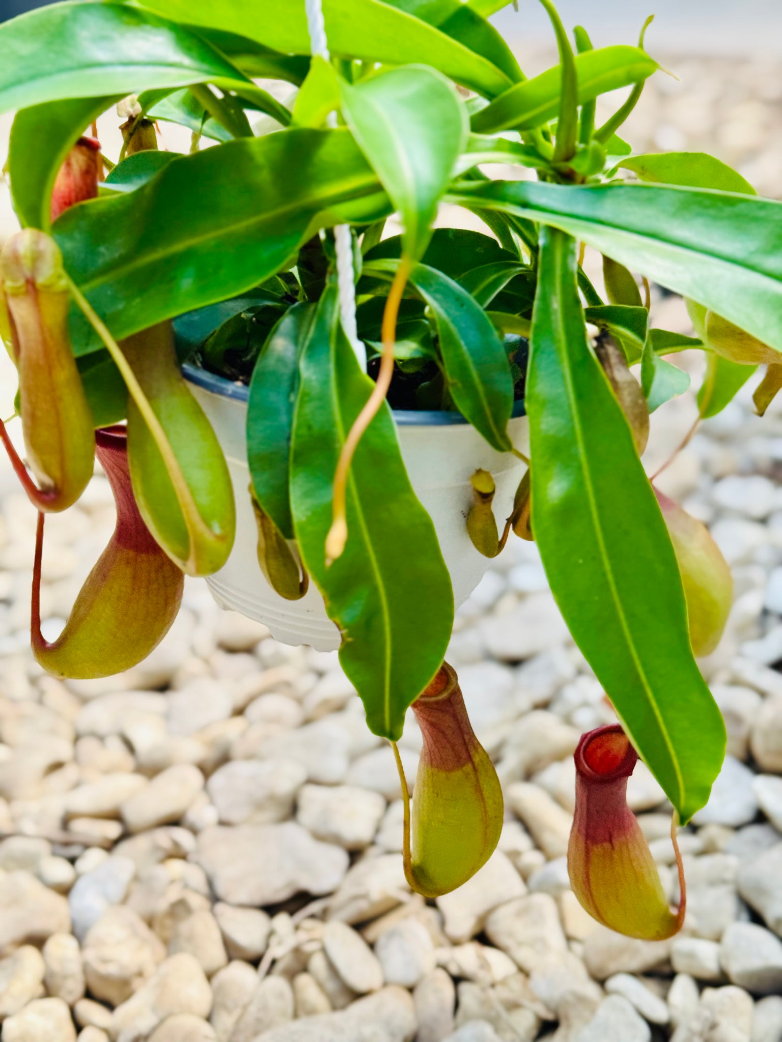 hanging pitcher plant Pitcher Plants (Nepenthes) – Happy Sunrize