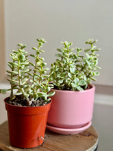 Load image into Gallery viewer, Portulacaria Variegated

