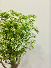 Load image into Gallery viewer, Ming Aralia (Polyscias fruticosa)

