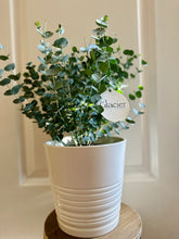 Load image into Gallery viewer, Glacier Eucalyptus
