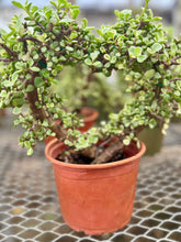 Load image into Gallery viewer, Portulacaria Hearts
