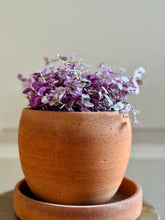 Load image into Gallery viewer, Tradescantia Pink Panther (Callisia C. Repens)
