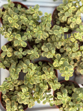 Load image into Gallery viewer, Portulacaria Variegated
