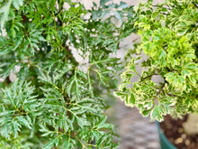 Load image into Gallery viewer, Ming Aralia (Polyscias fruticosa)
