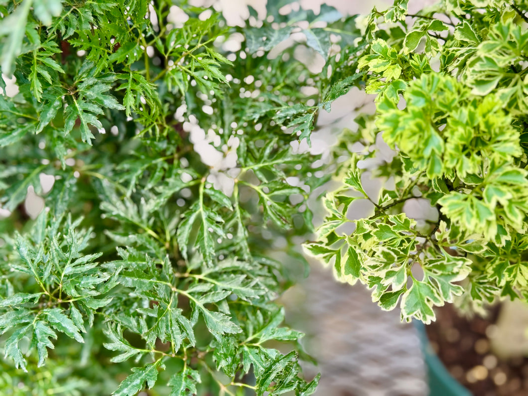 Ming Aralia (Polyscias fruticosa)