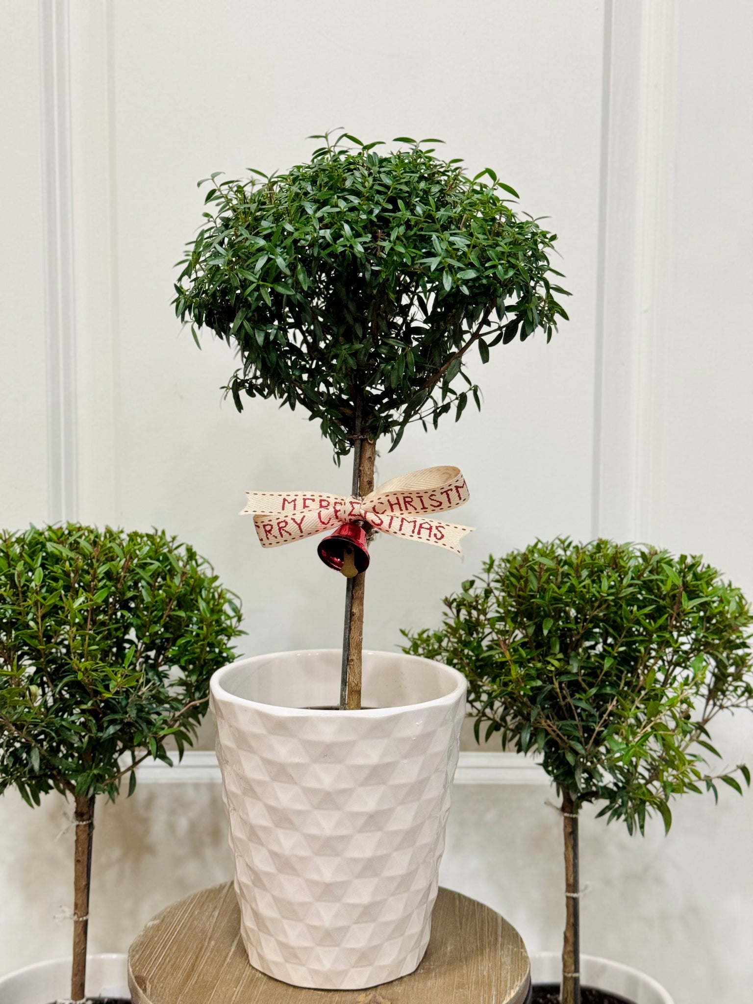 myrtus communis indoor plant Heirloom Myrtle Topiary (Myrtus Communis) – Happy Sunrize