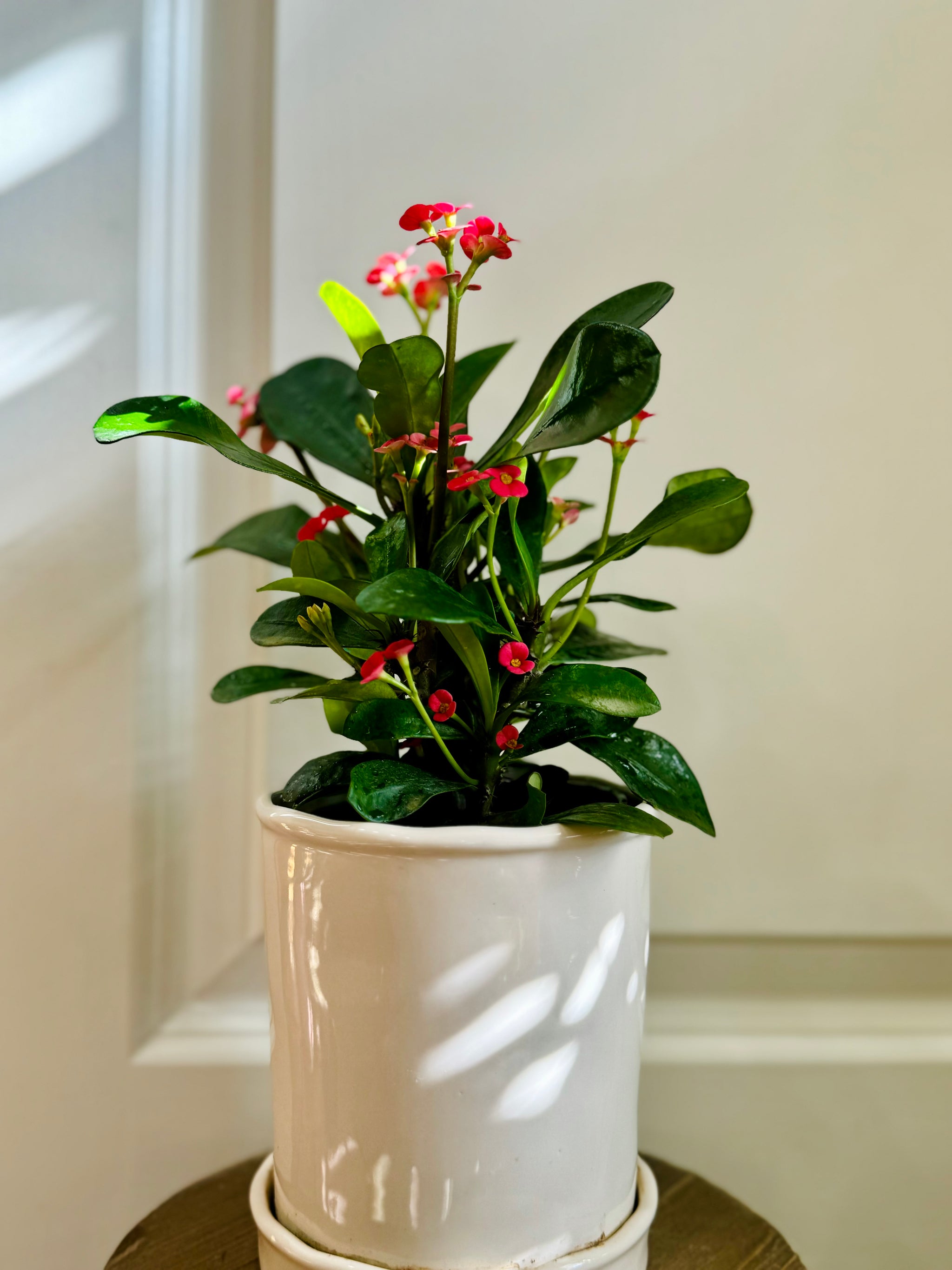 crown of thorns indoor plant Crown of Thorns – Happy Sunrize