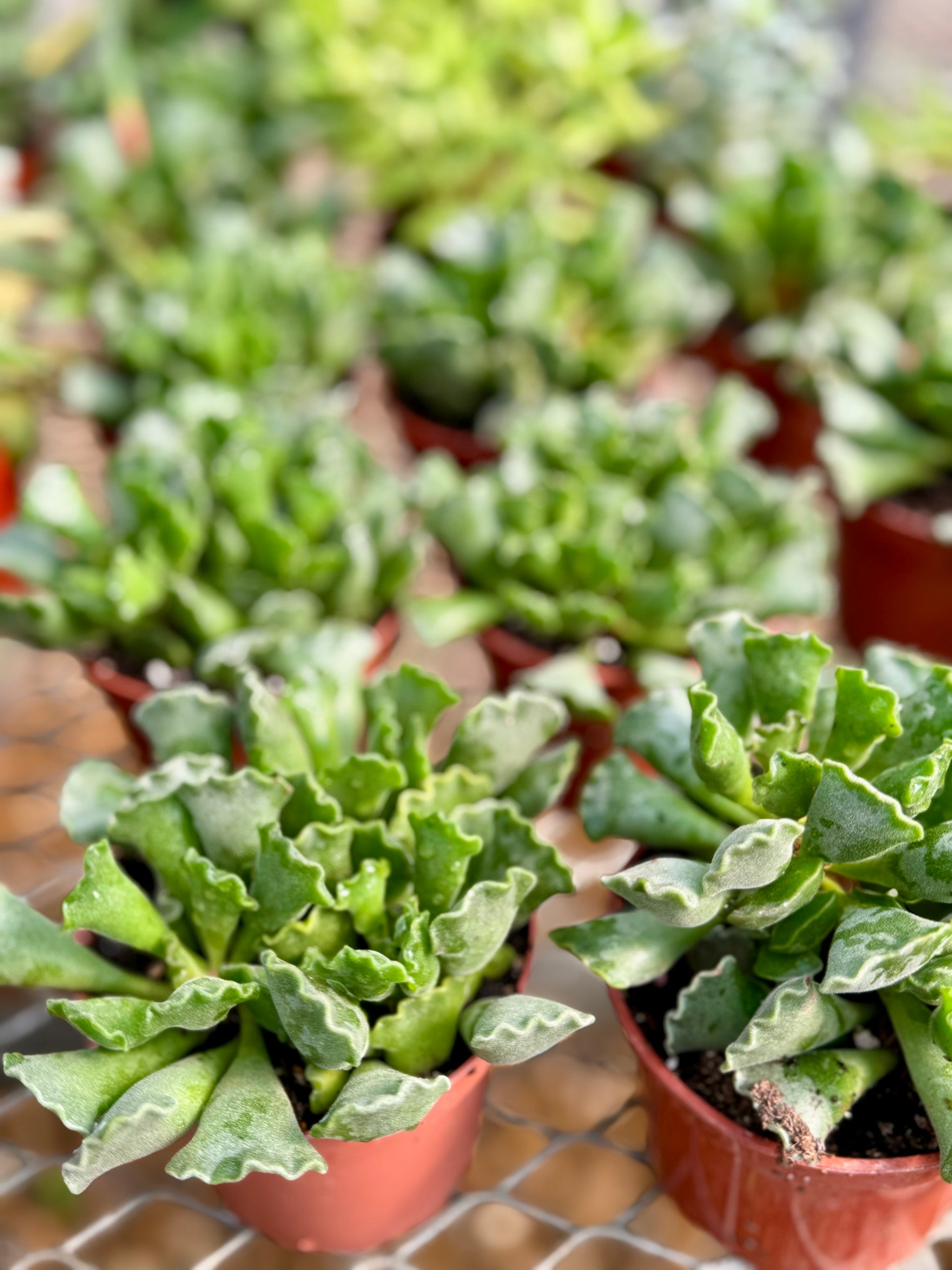 key lime pie plant succulent Key lime pie succulent (adromischus cristatus ) – Happy Sunrize