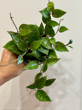 Load image into Gallery viewer, Hoya Verticillata “black margin”
