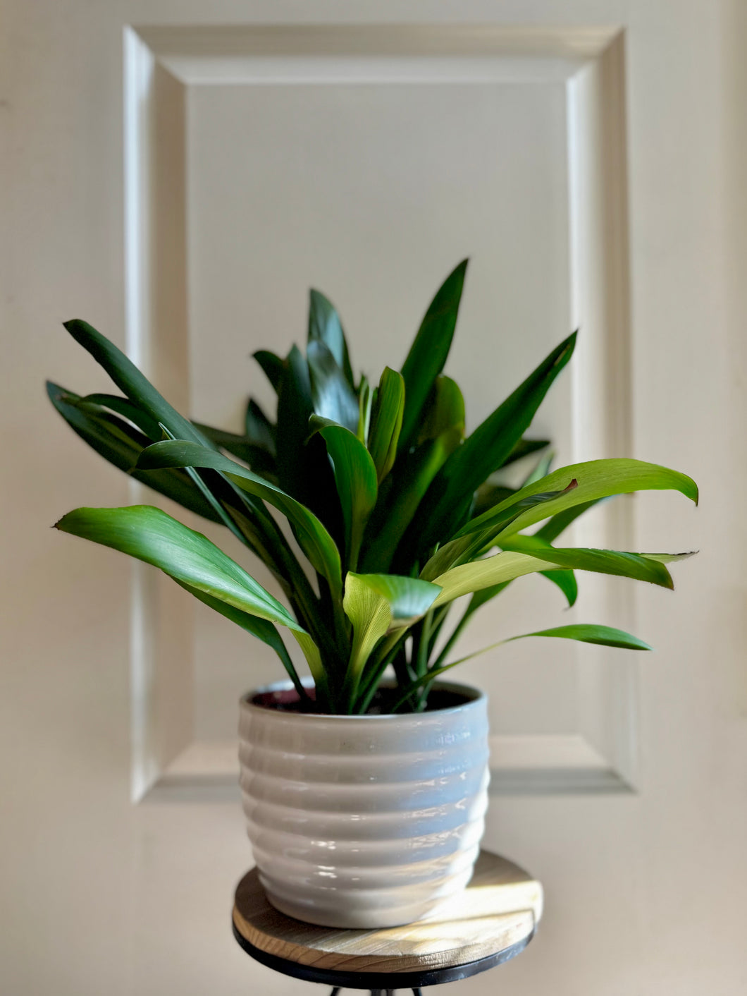 Good Luck Plant (Cordyline glauca)