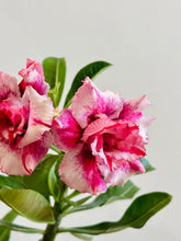 Load image into Gallery viewer, Grafted Desert rose (Adenium Obesum)

