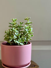 Load image into Gallery viewer, Portulacaria Variegated
