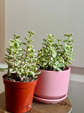 Load image into Gallery viewer, Portulacaria Variegated
