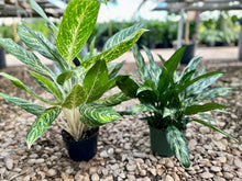 Load image into Gallery viewer, Golden Madonna Chinese evergreen (Aglaonema)
