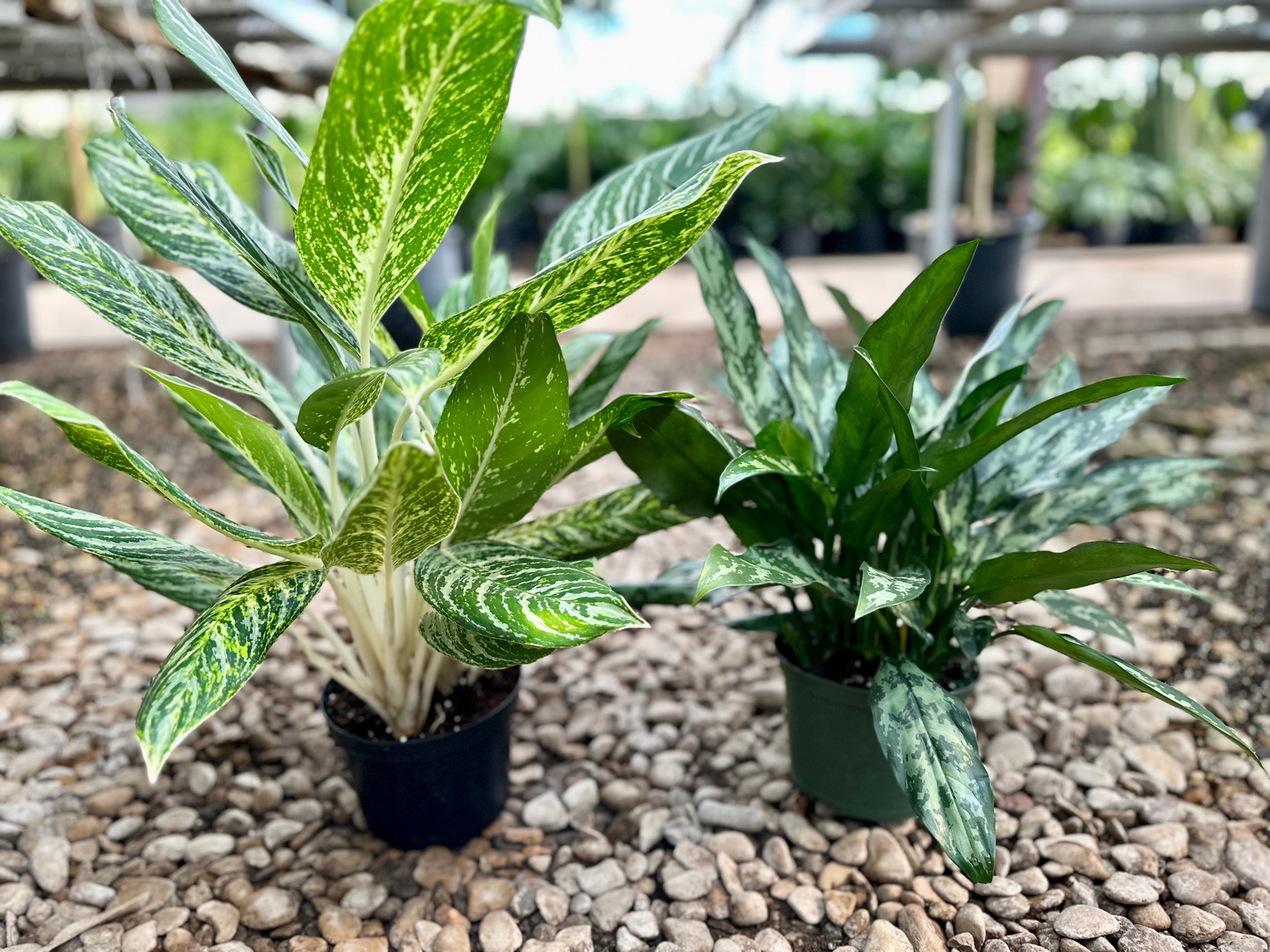 Golden Madonna Chinese evergreen (Aglaonema) – Happy Sunrize