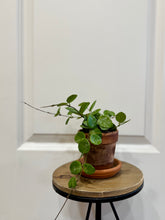 Load image into Gallery viewer, Hoya Mathilde Spalsh
