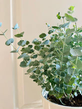 Load image into Gallery viewer, Glacier Eucalyptus
